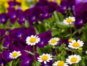 生き方の選び方